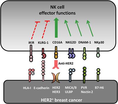 Interplay between Natural Killer Cells and Anti-HER2 Antibodies: Perspectives for Breast Cancer Immunotherapy